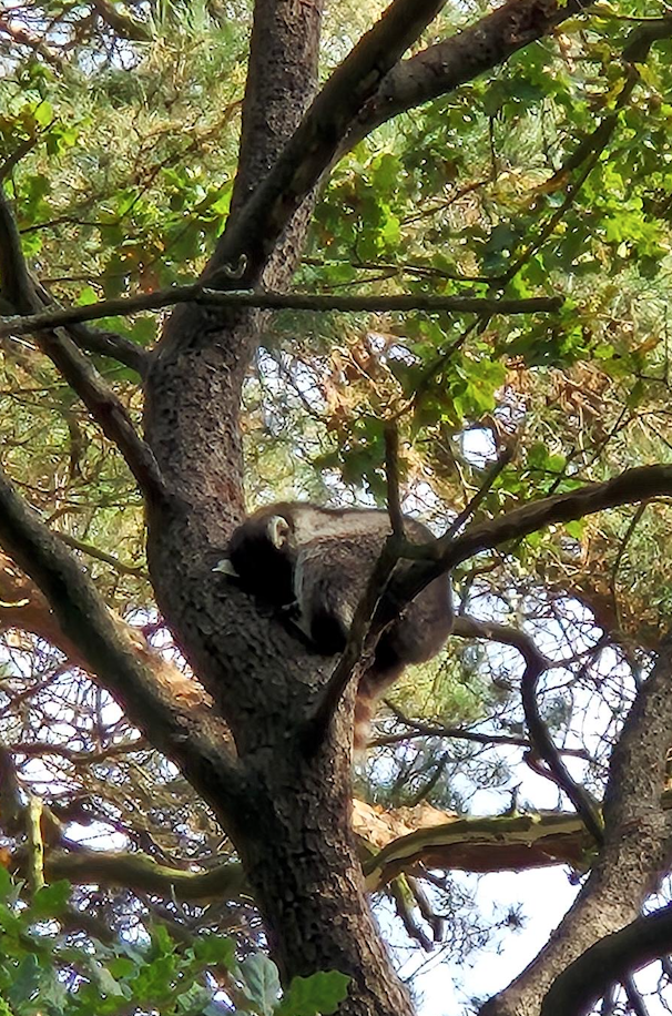 a sleeping raccoon