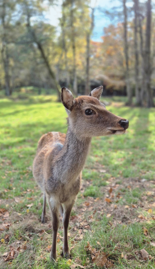 a deer