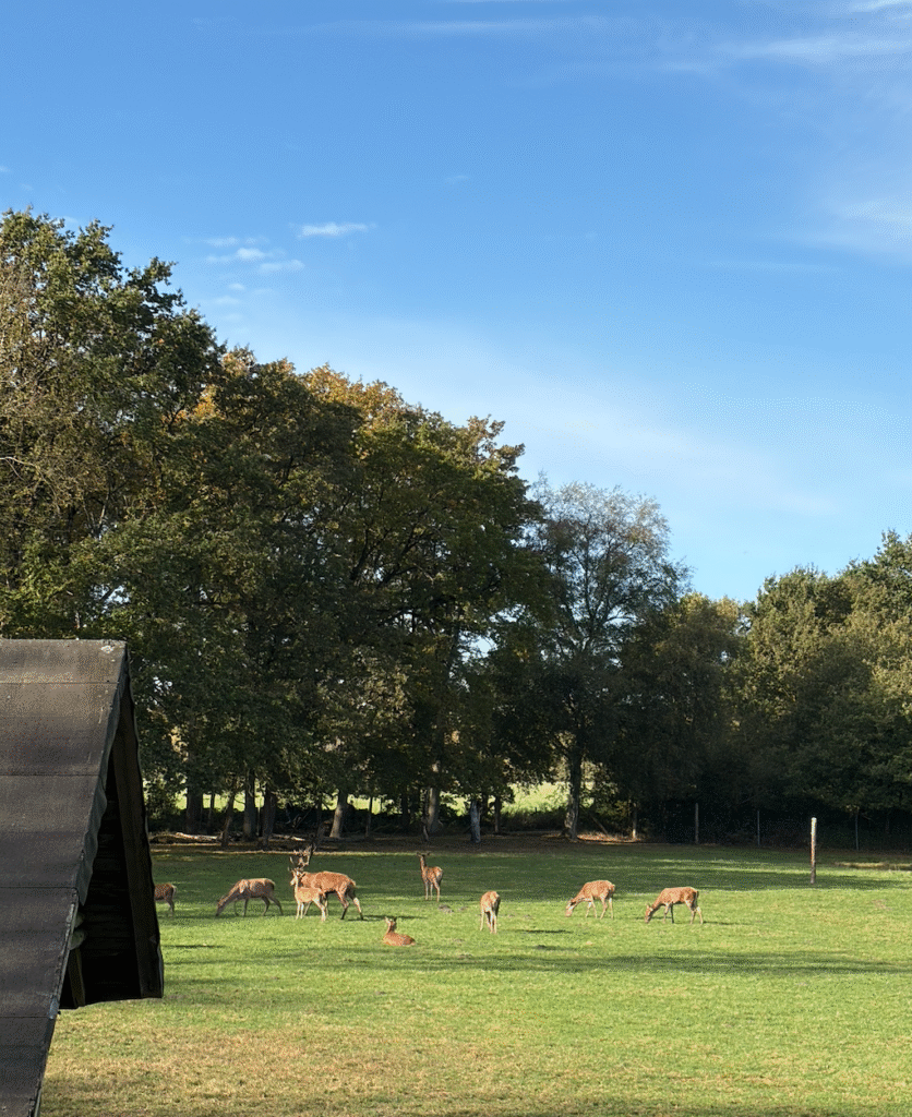 deers